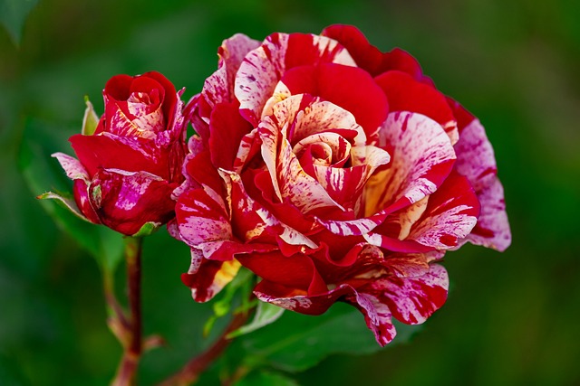 Rosen